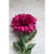 Vibrant Spider Mum Flower Stick – Magenta ( Set of 2 Sticks )